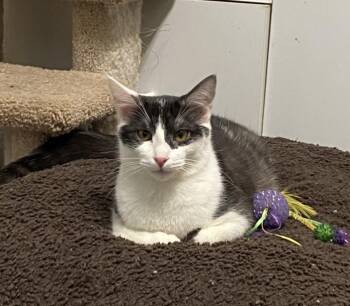 Rescue Domestic Short Hair Cats for Adoption in Sandy, Utah - Denim | PetCurious