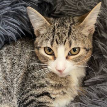 Rescue Domestic Short Hair Cats for Adoption in Houston, Texas - Haven | PetCurious