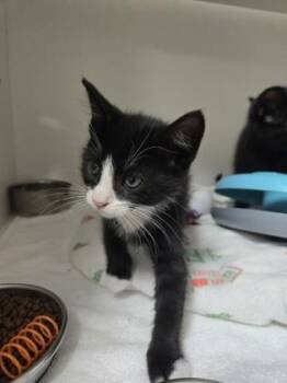 Charles -  Domestic Short Hair Cat Available for Adoption in Savannah, Georgia - Charles | PetCurious
