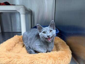 Honda -  Domestic Short Hair Cat for Adoption in Wantagh, New York - Honda | PetCurious