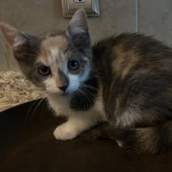 Rescue Dilute Calico Cats for Adoption - Cinnamon Roll 04/25 FIV+ | PetCurious