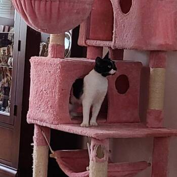 Olive (In Foster) -  Domestic Short Hair Cat for Adoption in Newark, New Jersey - Olive (In Foster) | PetCurious