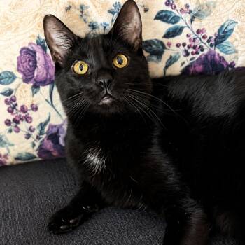 Penny -  Domestic Short Hair Cat for Adoption in Spokane, Washington - Penny | PetCurious