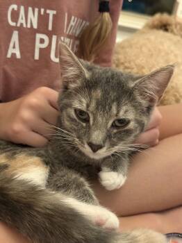 Rory & Lane!! -  Domestic Short Hair Cat for Adoption in Hockessin, Delaware - Rory & Lane!! | PetCurious