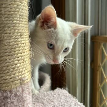 Siamese Cats Available for Adoption - Churro | PetCurious