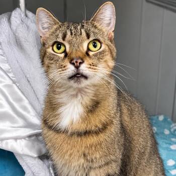 Max -  Domestic Short Hair Cat for Adoption in Moundsville, West Virginia - Max | PetCurious