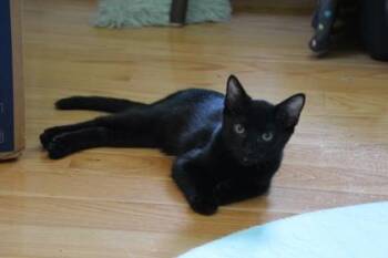 Rescue Domestic Short Hair Cats for Adoption in Annapolis, Maryland - Onyx | PetCurious