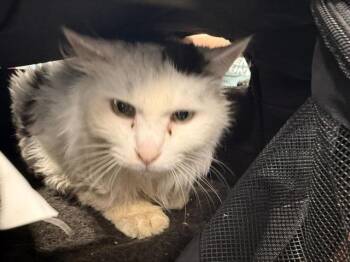 Domestic Long Hair Cats Available for Adoption - A1260198 | PetCurious