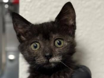 Amethyst -  Domestic Short Hair Cat for Adoption in Portland, Oregon - Amethyst | PetCurious