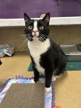 Ezra -  Domestic Medium Hair and Domestic Short Hair Cat for Adoption in Schenectady, New York - Ezra | PetCurious