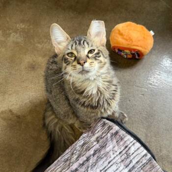Pulisic -  Domestic Long Hair Cat for Adoption in Edwardsville, Illinois - Pulisic | PetCurious
