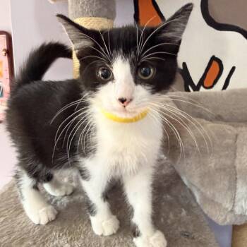 Panda -  Domestic Short Hair Cat for Adoption in Brimfield, Massachusetts - Panda | PetCurious
