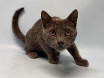 Shiby -  Domestic Short Hair Cat for Adoption in Golden Valley, Minnesota - Shiby | PetCurious