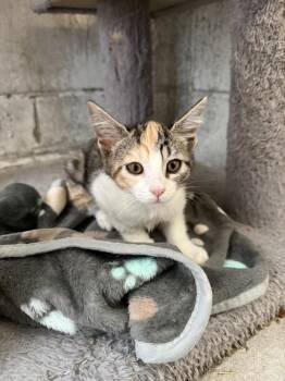 Zema -  Domestic Short Hair Cat for Adoption in Ontario, California - Zema | PetCurious