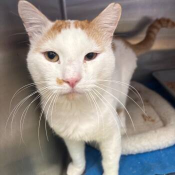 Dude -  Domestic Short Hair Cat for Adoption in Spokane, Washington - Dude | PetCurious
