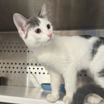 Bridgit Mendler -  Domestic Short Hair Cat for Adoption in Dearborn, Michigan - Bridgit Mendler | PetCurious