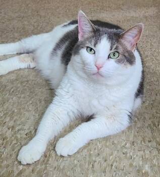 Gracie -  Domestic Short Hair Cat for Adoption in Hazlet, New Jersey - Gracie | PetCurious