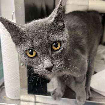 Phobos -  Domestic Short Hair Cat for Adoption in Candler, North Carolina - Phobos | PetCurious