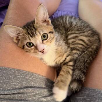 Freckles Freddy -  Domestic Short Hair Cat for Adoption in Fredericksburg, Virginia - Freckles Freddy | PetCurious