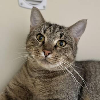Rescue Domestic Short Hair Cats for Adoption in Victor, New York - Brownie | PetCurious