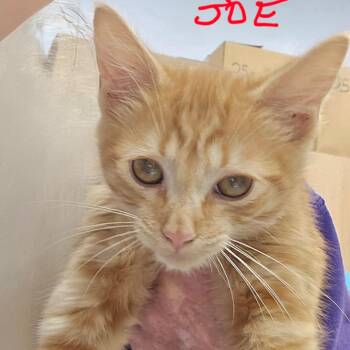 Joe -  Domestic Short Hair Cat for Adoption in Madisonville, Tennessee - Joe | PetCurious