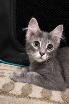 Michael Meowers -  Domestic Medium Hair Cat for Adoption in Houston, Texas - Michael Meowers | PetCurious