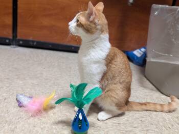 Domestic Short Hair Cats Available for Adoption - Chopper | PetCurious