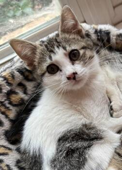 Tabby Cats Available for Adoption - Peridot | PetCurious