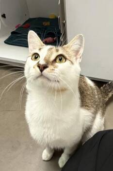 Domestic Short Hair Cats Available for Adoption in Cary, North Carolina - Ron Swanson | PetCurious