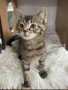 Croissant -  Domestic Short Hair Cat for Adoption in New Albany, Ohio - Croissant | PetCurious