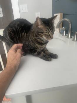 Rescue Domestic Short Hair Cats for Adoption in Wilmington, North Carolina - Lightning | PetCurious