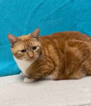 Garfield -  Domestic Short Hair Cat for Adoption in Minot, North Dakota - Garfield | PetCurious