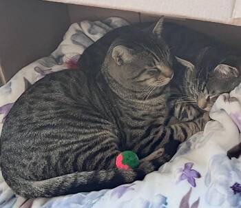 Froggy and Tucker (bonded brothers, reduced adoption fee) -  Domestic Short Hair Cat for Adoption in Melrose, Massachusetts - Froggy And Tucker (bonded Brothers, Reduced Adoption Fee) | PetCurious