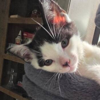 Slinky -  Domestic Short Hair Cat for Adoption in South Elgin, Illinois - Slinky | PetCurious