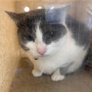 Domestic Short Hair Cats Available for Adoption in Philadelphia, Pennsylvania - Ruby Tuesday | PetCurious