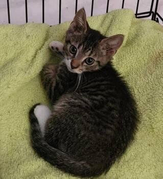 Fjord -  Domestic Short Hair Cat for Adoption in Raleigh, North Carolina - Fjord | PetCurious
