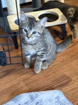 YANG -  Domestic Short Hair Cat for Adoption in Seven Valleys, Pennsylvania - YANG | PetCurious