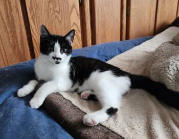 Rescue Domestic Short Hair Cats for Adoption in Washingtonville, New York - Frida | PetCurious
