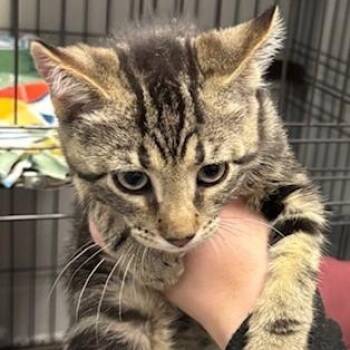 Domestic Short Hair Cats Available for Adoption - Rigatoni | PetCurious