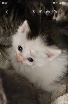 Chi Chi -  Domestic Long Hair and Domestic Short Hair Cat for Adoption in Paducah, Kentucky - Chi Chi | PetCurious