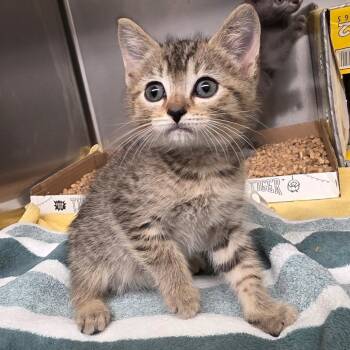 Yankee Doodle -  Domestic Short Hair Cat for Adoption in Concord, North Carolina - Yankee Doodle | PetCurious