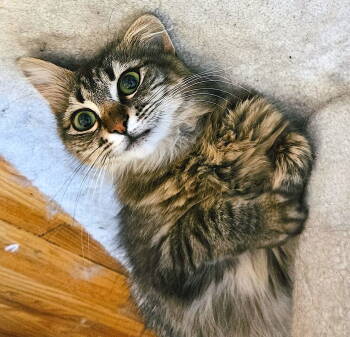 Rescue Domestic Long Hair and Maine Coon Cats for Adoption in Fremont, California - Madeline | PetCurious