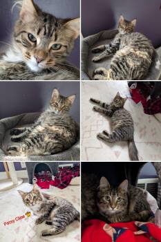 Patsy Cline -  Domestic Short Hair Cat Available for Adoption in Cincinnati, Ohio - Patsy Cline | PetCurious