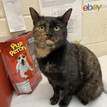 Domestic Short Hair Cats Available for Adoption - Michelle | PetCurious