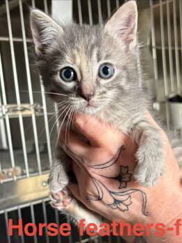 Tortoiseshell and Domestic Short Hair Cats Available for Adoption in Brookhaven, Mississippi - Horsefeathers 26 | PetCurious