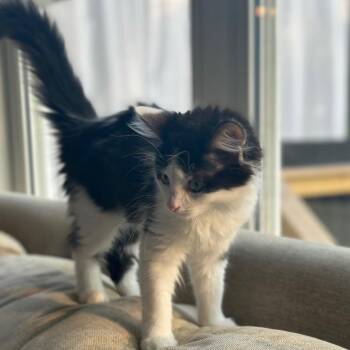 Curly Fry -  Domestic Medium Hair Cat for Adoption in Cincinnati, Ohio - Curly Fry | PetCurious
