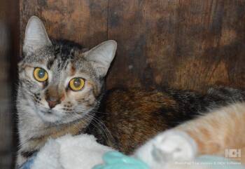 Domestic Short Hair Cats Available for Adoption - Lilliana | PetCurious