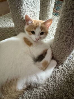 Rescue Tabby and Domestic Short Hair Cats for Adoption in Georgetown, Kentucky - Jessamine | PetCurious