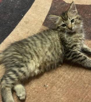 Gypsy -  Domestic Medium Hair Cat for Adoption in Rio Linda, California - Gypsy | PetCurious