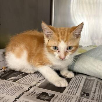 Orange -  Domestic Short Hair Cat for Adoption in San Antonio, Texas - Orange | PetCurious